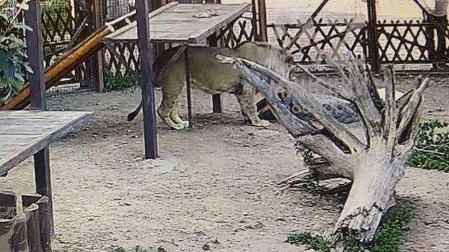 Азартный футболист. Разминка с красным мячо