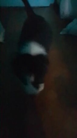 VID_20250618_171949.mp4