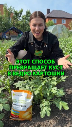Этот способ превращает куст в ведро картошки
