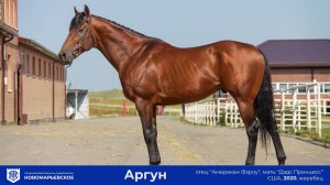 Действующий жеребец-производитель. Аргун (Argun) (США) 2020