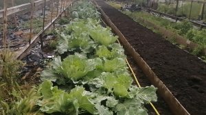 Капуста. Семена из магазина"Светофор"