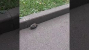 видео про ёжика
