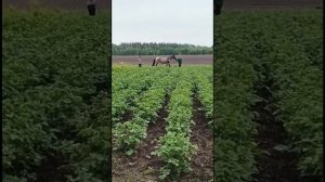 Окучивание картошки лошадью 2025