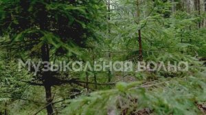 Звуки природы, пение птиц, Звуки Леса, для релаксации, сна, Медитации, Отдых