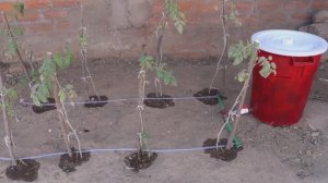 Капельный полив из бочки для различных растений с регулировкой