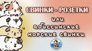 Абиссинские морские свинки или свинки розетки