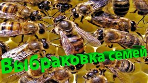 Как правильно выбраковывать пчелосемьи? Советы от Елфимова Генриха Дмитриевича