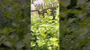 Сад огород часть 2.