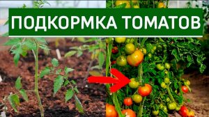 ПОДКОРМКА ТОМАТОВ🍅