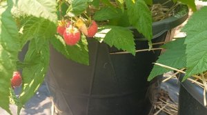 Малина Поранек. 18.06.25 г.