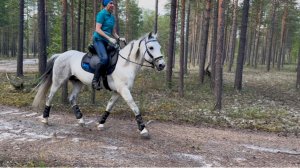 Ямал. Прогулка в летнем, северном лесу в июне.