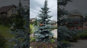 Как формировать ель ? 🌲