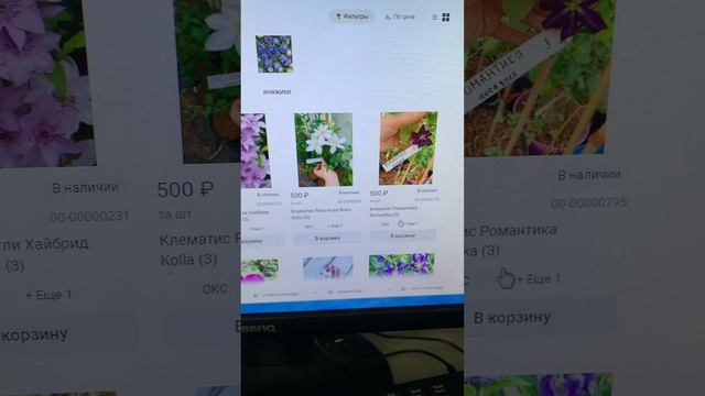 🌸  КЛЕМАТИСЫ ГОЛЫМ КОРНЕМ ОПТОМ И В РОЗНИЦУ 🌸