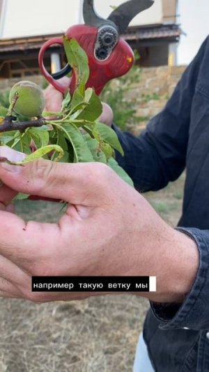 Это спасет ваш персик - сделайте эти простые операции чтобы продлить жизнь деревьям