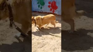 Собирали по кусочкам... НО ВАША ПОМОЩЬ не дала ей сдаться! | Эми