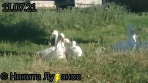 демотиватор из видео Никиты лузаного