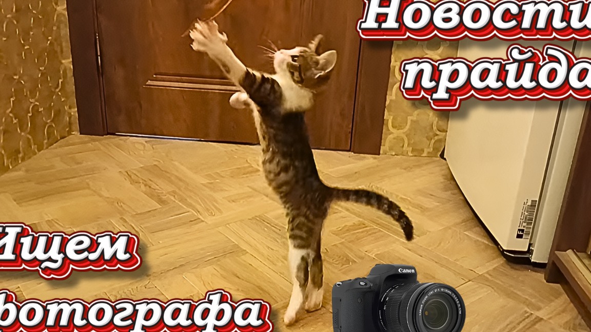 Новости прайда. Ищем фотографа.