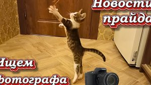 Новости прайда. Ищем фотографа.