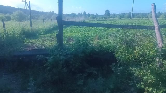 Гуси и утки это саранча.