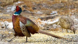 Токующий фазан