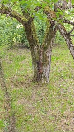 дружелюбная черная белка в дендраии Сочи #сочи #дендрарий