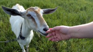 Подборка животных.