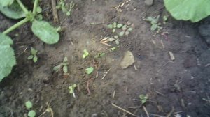 Обзор и прополка лунки с тыквой "Богатырская сила" и кабачком "Цукеша".