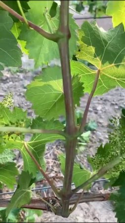 Функции пасынков винограда