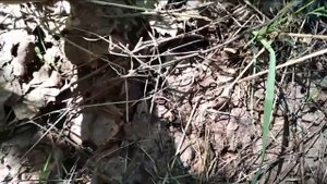 Первые грибочки и обалденная курино грибная лапшичка