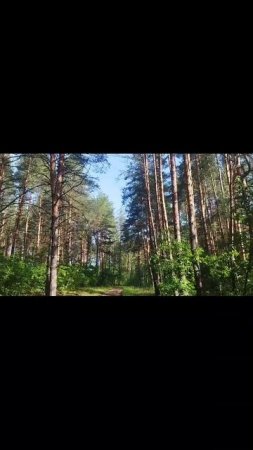 прогулка по сосновому лесу