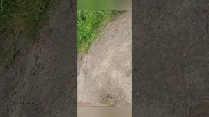 Прогулка в лесу и казус в конце