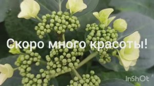 Скоро много красоты!