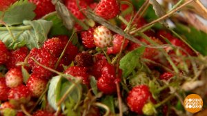 Клубника, я тебя знаю! Ты - земляника! Доброе утро. Фрагмент выпуска от 18.06.2025