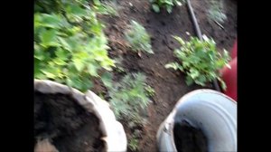 О подкормке моркови
