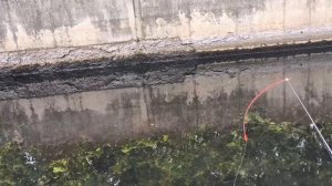 Ловля карася на боковой кивок и поплавок