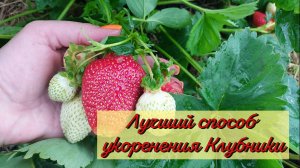 Лучший способ Размножения Клубники..Проверено на личном опыте...Не упустите момент..