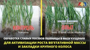 Обработка слабых посевов озимой пшеницы для формирования побегов кущения и закладки крупного колоса