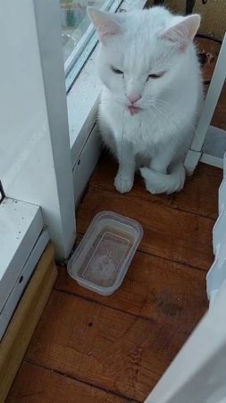 Что случилось с котиком