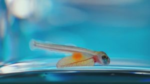 Мальковый завод