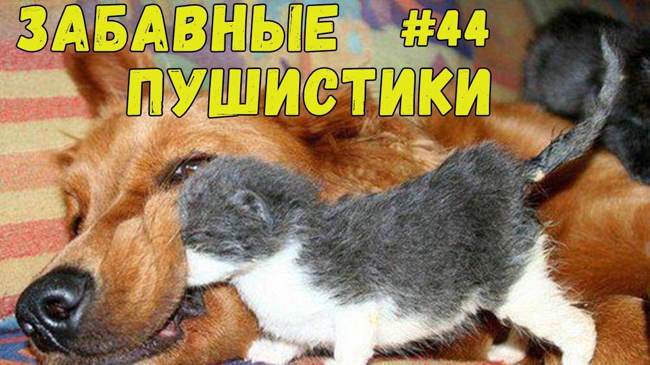 Я РЖАЛ ДО СЛЕЗ 😹 СМЕШНЫЕ КОШКИ И СОБАКИ  СМЕШНЫЕ ЖИВОТНЫЕ 2025 😹 ЛУЧШИЕ ПРИКОЛЫ #44