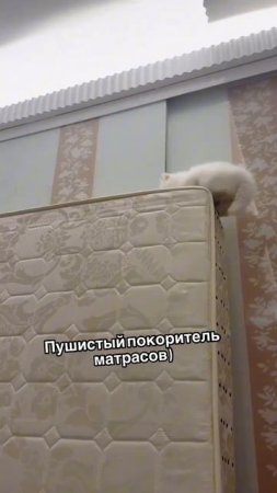 И правда сладкий и пушистый!