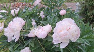 Пионы молочноцветковые (аваланш), цветение