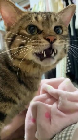 😼 КОТЫ ЯПОНЦЫ 🔥 😂 Подборка Забавных КОТОВ 2025 🤪 #cat #юмор #shorts #anime