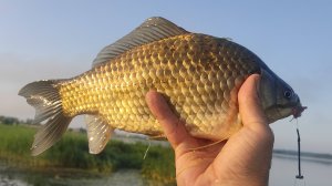 Карась на фидер. Озеро Чистое 13.06.2025г.