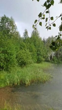 Пришли купаться в ливень на водоём Карпятник в Клязьминской пойме
