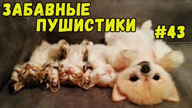 Я РЖАЛ ДО СЛЕЗ 😹 СМЕШНЫЕ КОШКИ И СОБАКИ  СМЕШНЫЕ ЖИВОТНЫЕ 2025 😹 ЛУЧШИЕ ПРИКОЛЫ #43