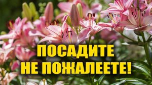 ЭТОТ ЦВЕТОК ЗАТМИТ ЦВЕТЕНИЕМ ДАЖЕ ПЕТУНИЮ и ЛОБЕЛИЮ! САМЫЕ НЕПРИХОТЛИВЫЕ МНОГОЛЕТНИКИ