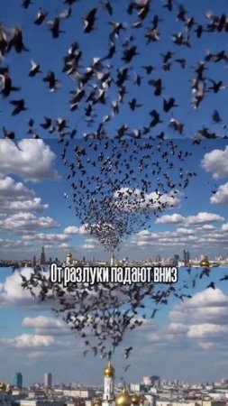 Твой Июнь - Птицы любви