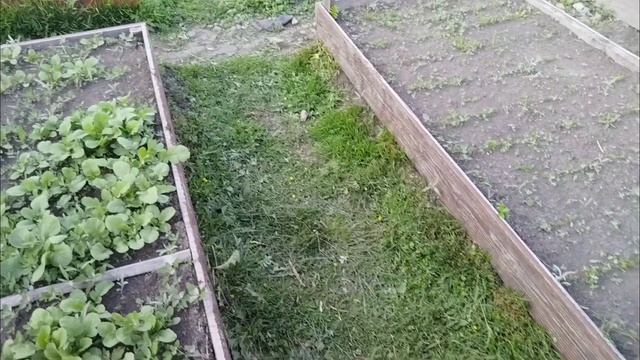 Рубрика: Дела огородные продолжение  ...
Кулинарное искусство пеку блинчики 🥞 с начинкой 🥙