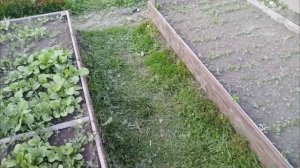 Рубрика: Дела огородные продолжение  ...
Кулинарное искусство пеку блинчики 🥞 с начинкой 🥙